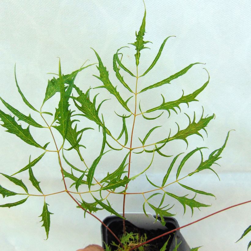 Aruncus dioïcus Kneiffii - Goat's Beard (Foliage)