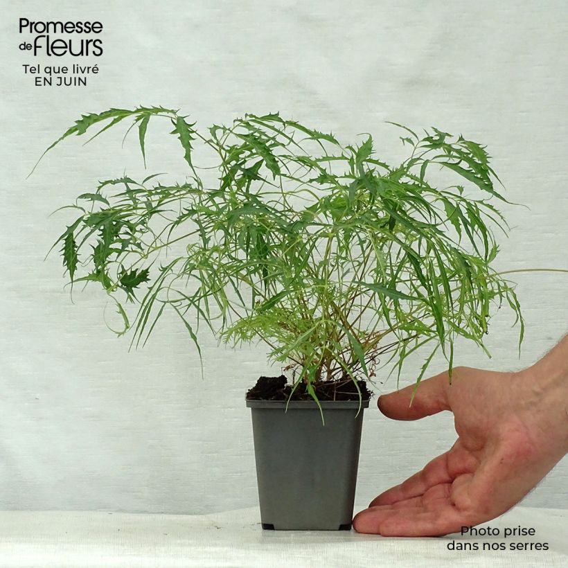 Aruncus dioïcus Kneiffii - Goat's Beard 8/9 cm pot sample as delivered in summer