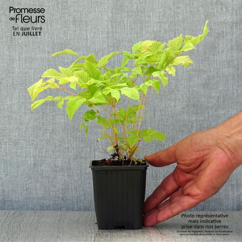 Aruncus dioïcus sylvestris - Goat's Beard 7/8 cm pot sample as delivered in summer
