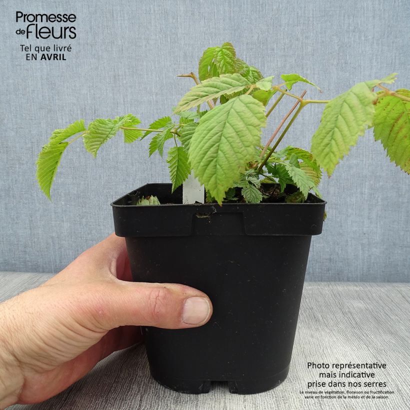 Aruncus dioïcus sylvestris - Goat's Beard 2L/3L pot sample as delivered in spring