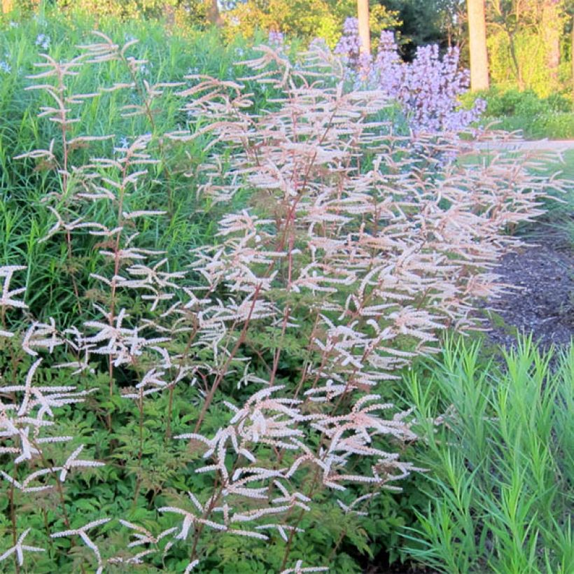 Aruncus Horatio (Flowering)