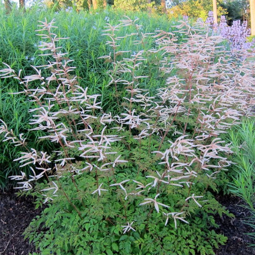 Aruncus Horatio (Plant habit)