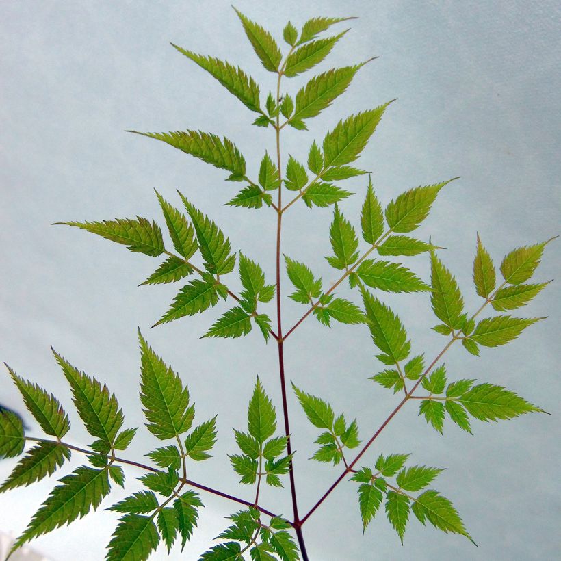 Aruncus Horatio (Foliage)