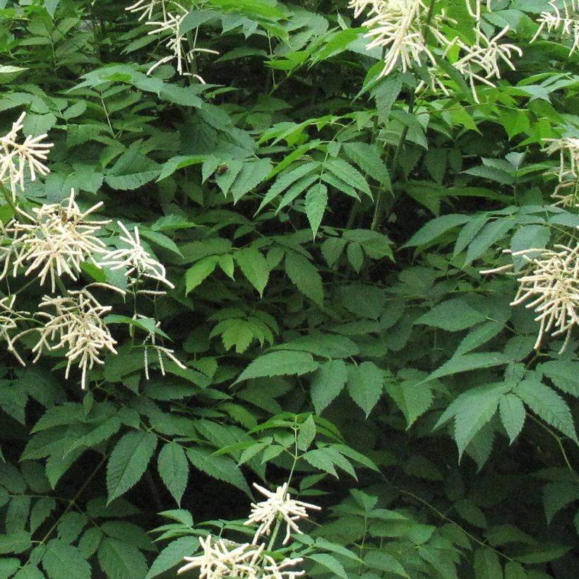 Aruncus Misty Lace (Foliage)