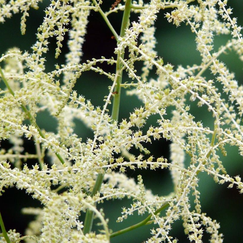 Aruncus Misty Lace (Flowering)