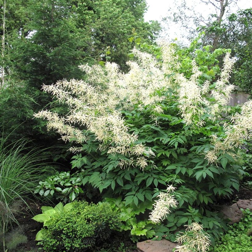 Aruncus Misty Lace (Plant habit)