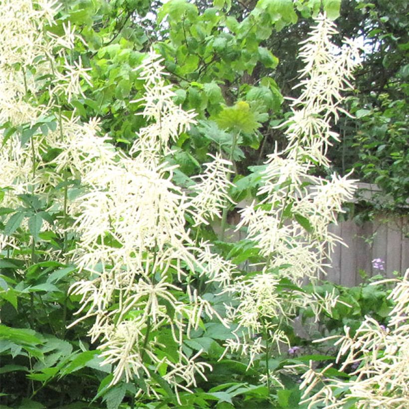 Aruncus sinensis Zweiweltenkind (Flowering)