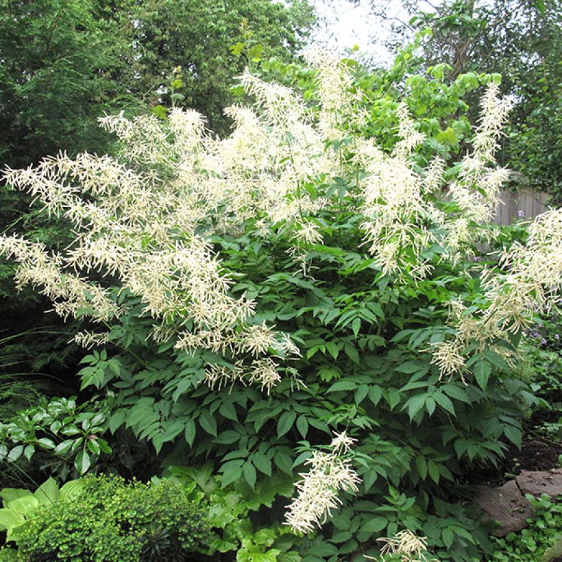 Aruncus sinensis Zweiweltenkind (Plant habit)