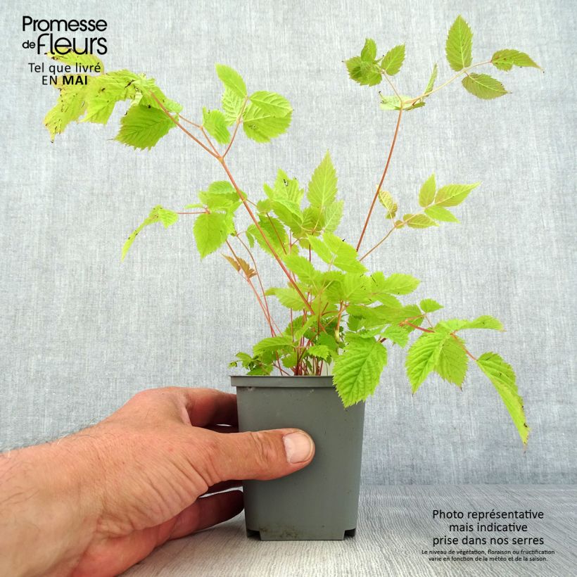 Aruncus sinensis Zweiweltenkind 8/9 cm pot sample as delivered in spring