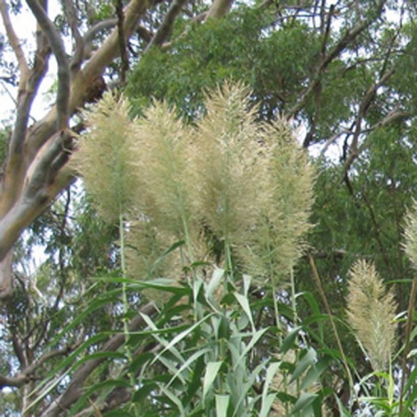 Arundo donax (Flowering)