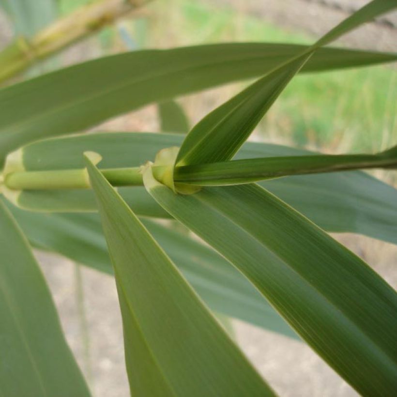 Arundo donax (Foliage)