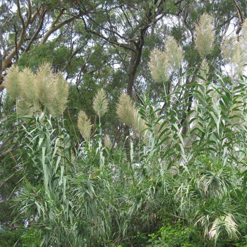 Arundo donax (Plant habit)