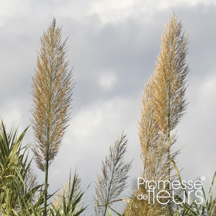 Arundo donax Aureovariegata (Flowering)