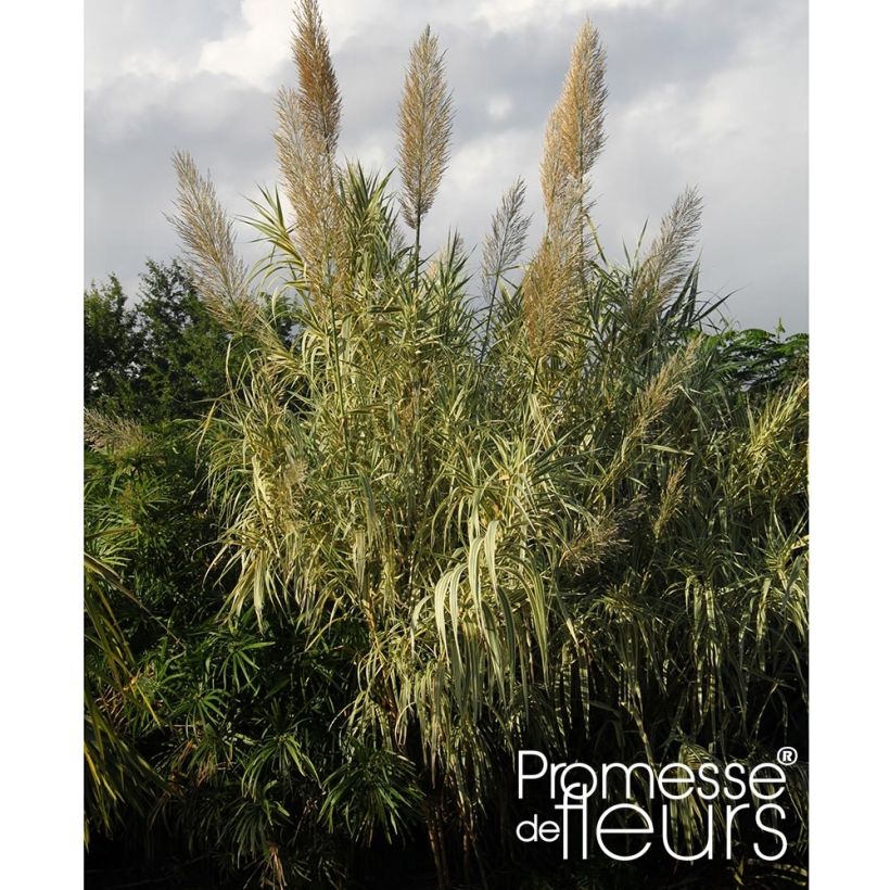 Arundo donax Aureovariegata (Plant habit)