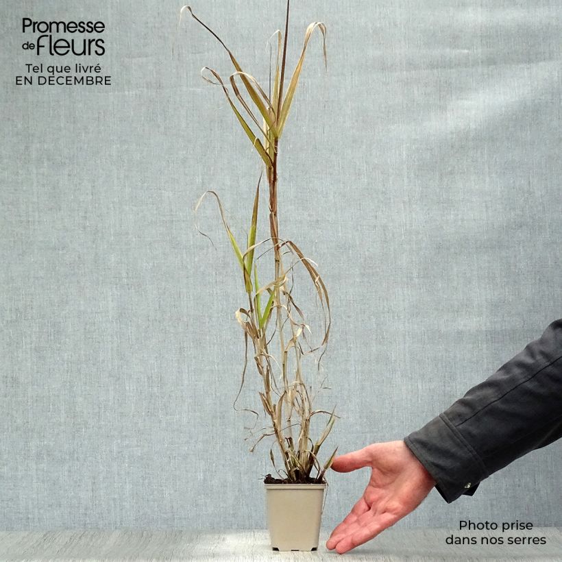 Arundo donax Aureovariegata 8/9 cm pot sample as delivered in winter