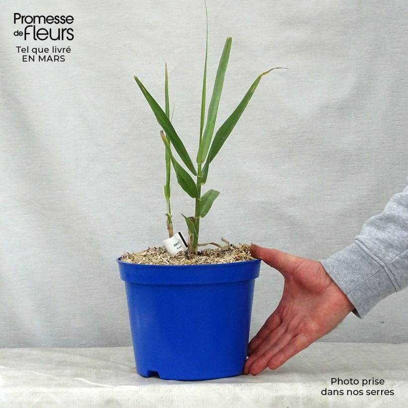 Arundo donax sample as delivered in spring