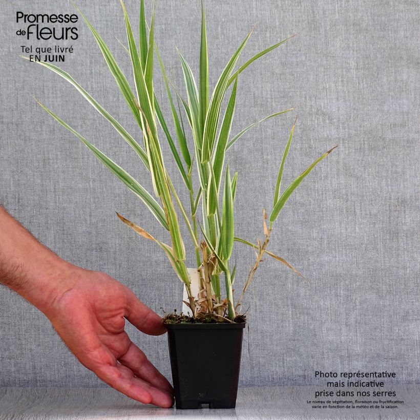 Arundo donax Versicolor 8/9 cm pot sample as delivered in summer