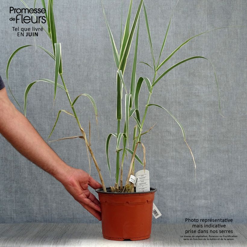 Arundo donax Versicolor 3L/4L pot sample as delivered in summer