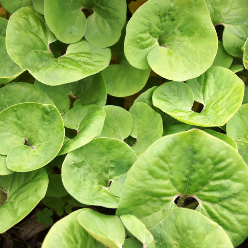 Asarum canadense (Foliage)