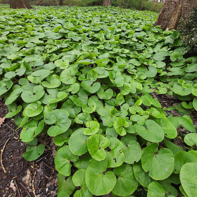 Asarum canadense (Plant habit)