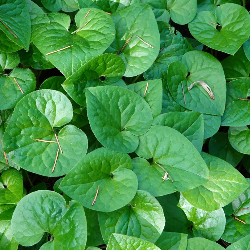 Asarum caudatum (Foliage)