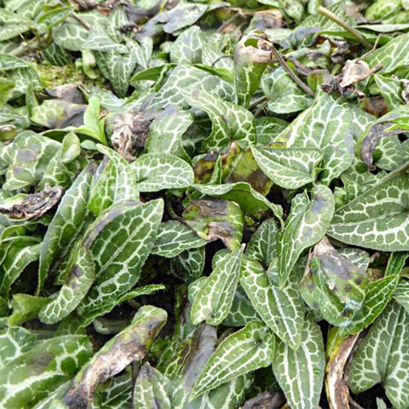 Asarum epigynum Takasago Saishin (Foliage)