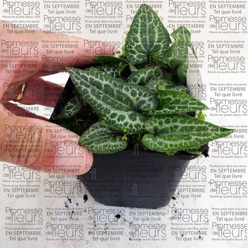 Example of Asarum epigynum Takasago Saishin 8/9 cm pot specimen as delivered
