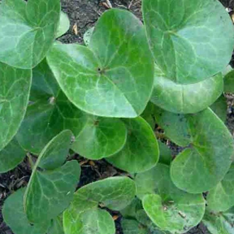 Asarum europaeum (Foliage)