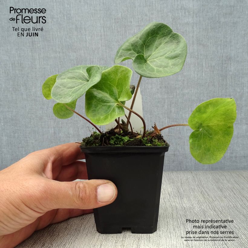 Asarum europaeum 8/9 cm pot sample as delivered in summer