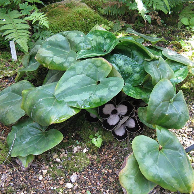 Asarum maximum Giant (Plant habit)