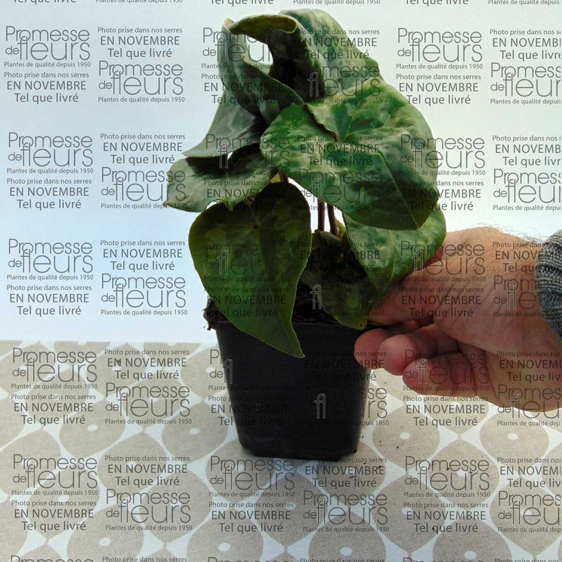 Example of Asarum maximum Giant 8/9 cm pot specimen as delivered