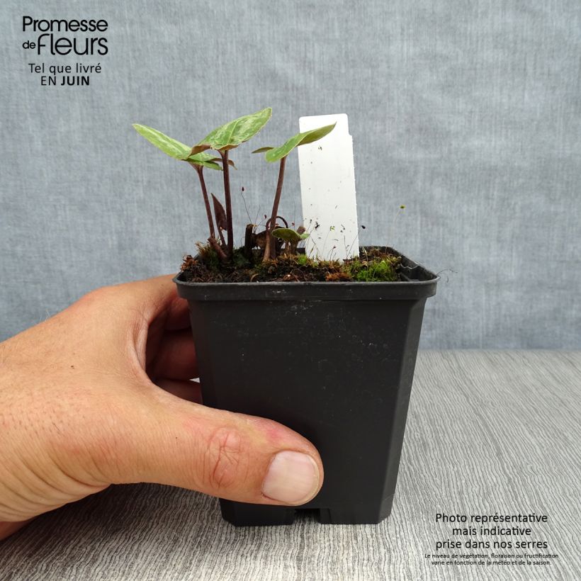 Asarum maximum Ling Ling 8/9 cm pot sample as delivered in summer