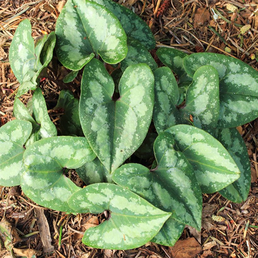 Asarum splendens (Plant habit)