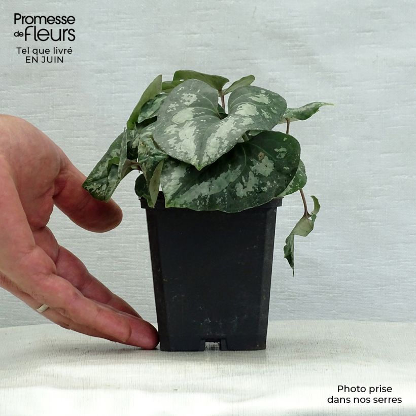 Asarum splendens 8/9 cm pot sample as delivered in summer