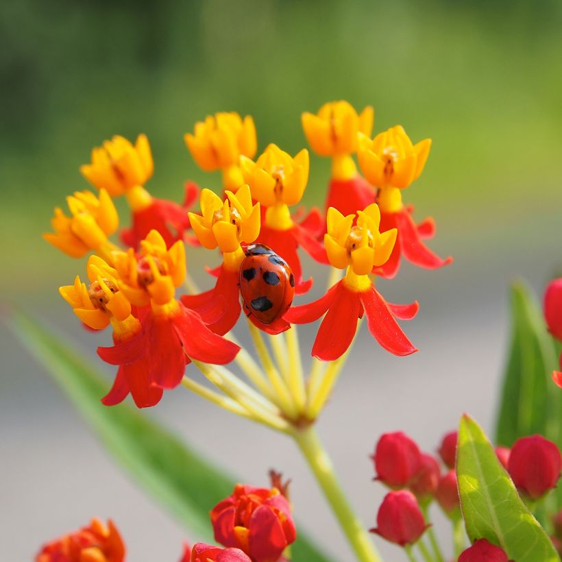 Asclepias curassavica - Milkweed (Flowering)