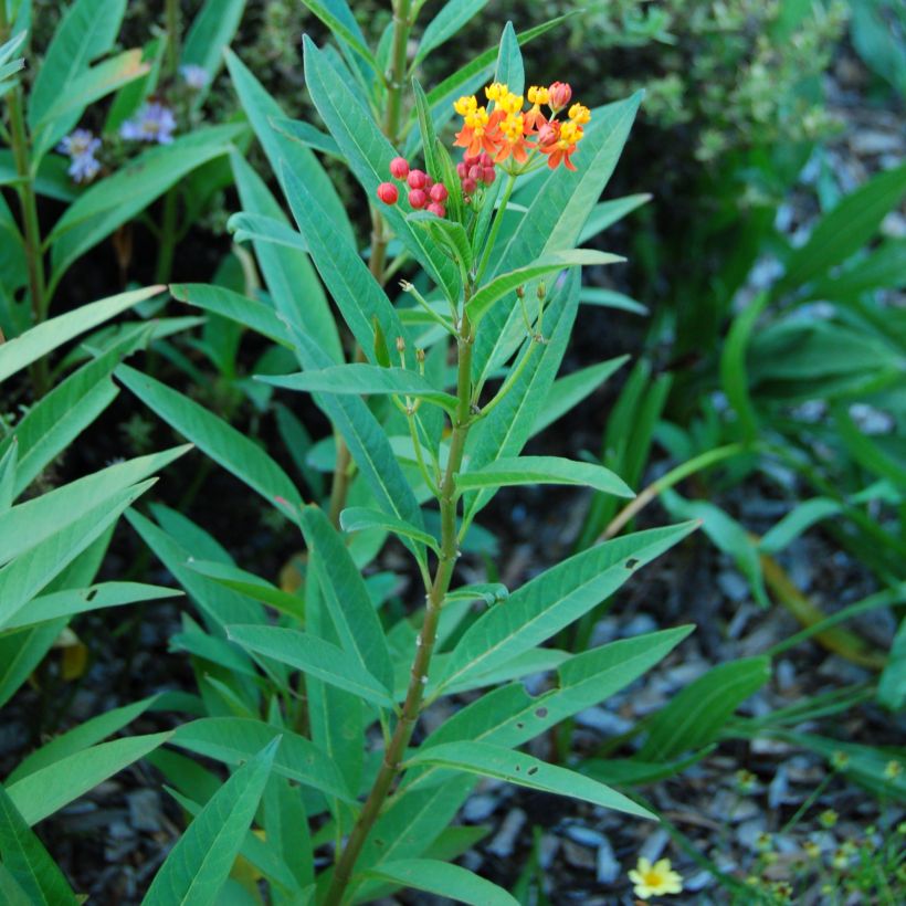 Asclepias curassavica - Milkweed (Foliage)