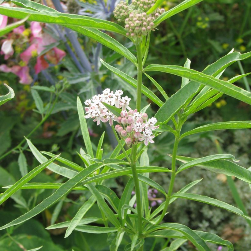 Asclepias fascicularis - Milkweed (Plant habit)