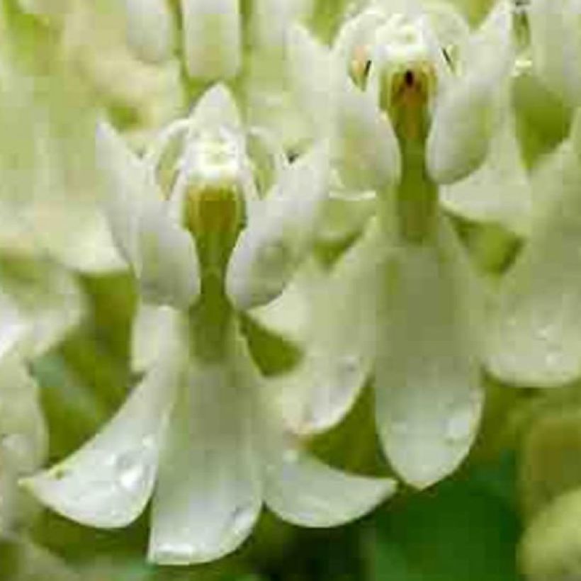 Asclepias incarnata Ice Ballet - Milkweed (Flowering)