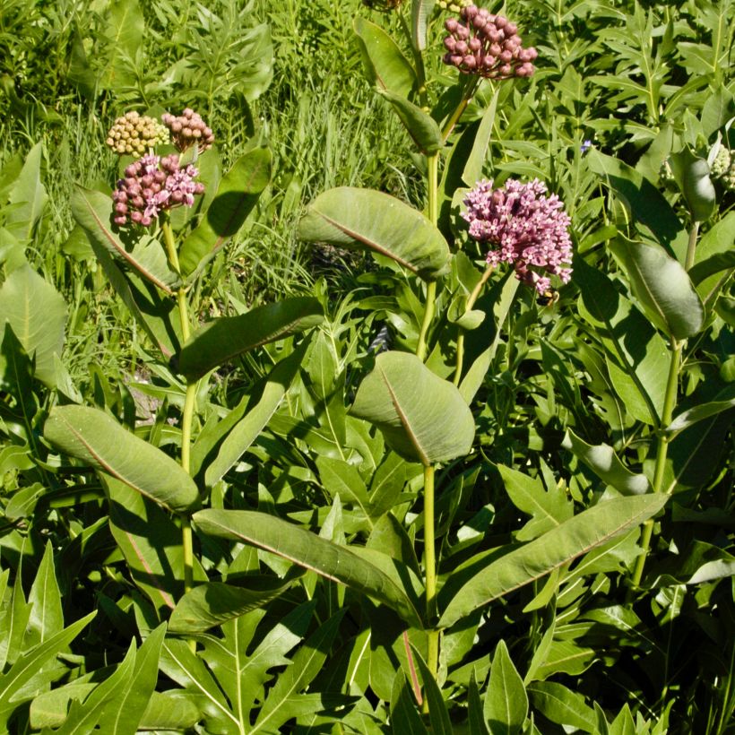 Asclepias sullivantii - Milkweed (Plant habit)