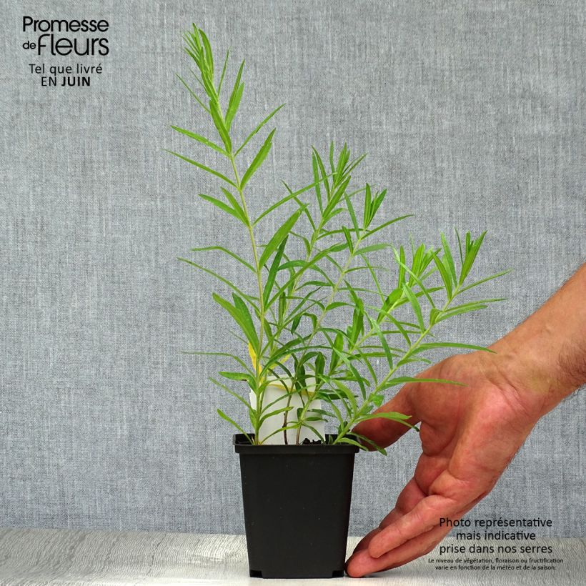 Asclepias tuberosa - Milkweed 7/8 cm pot sample as delivered in summer