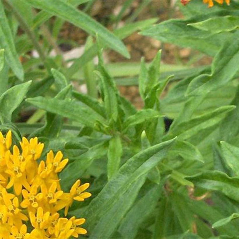 Asclepias tuberosa Hellow Yellow - Milkweed (Foliage)