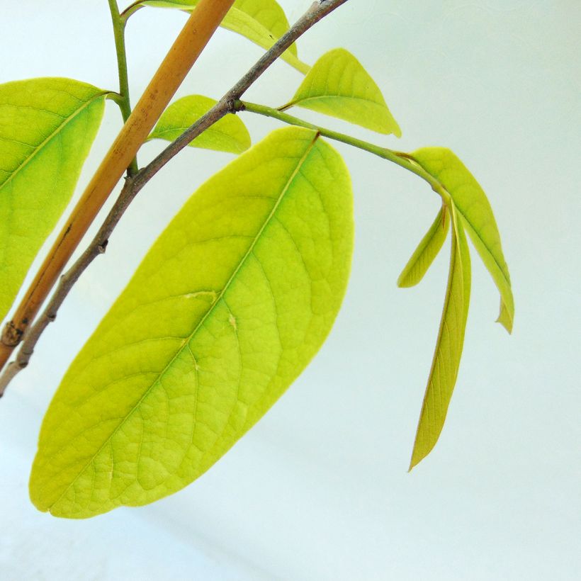 Asimina Prima 1216 - Pawpaw (Foliage)