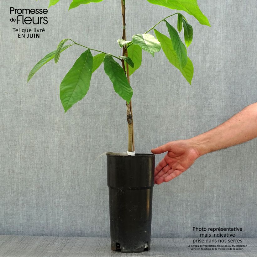 Asimina Prima 1216 - Pawpaw 4L/5L pot sample as delivered in summer