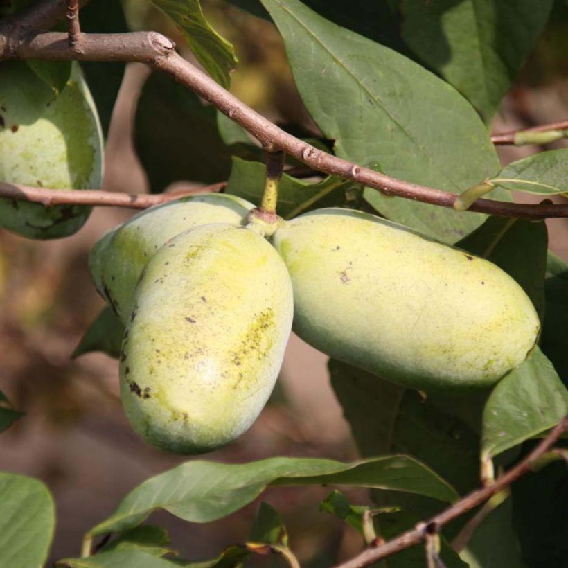 Asimina Sunflower - Pawpaw (Harvest)