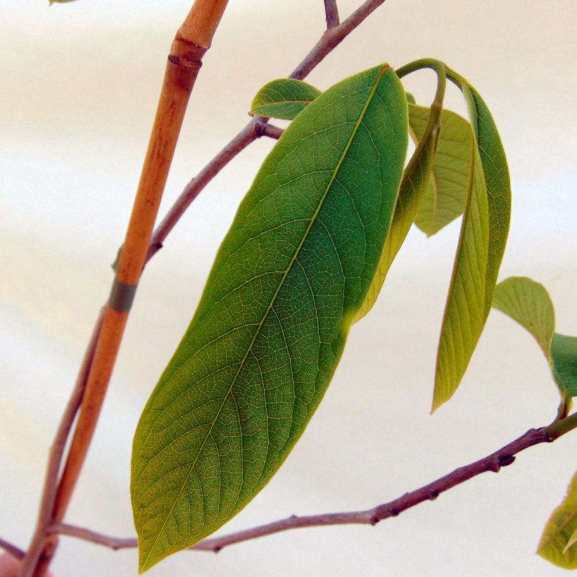 Asimina Sunflower - Pawpaw (Foliage)