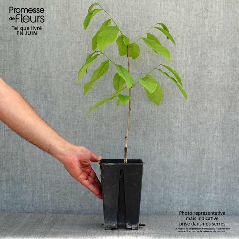 Asimina Sunflower - Pawpaw 2L/3L pot sample as delivered in summer