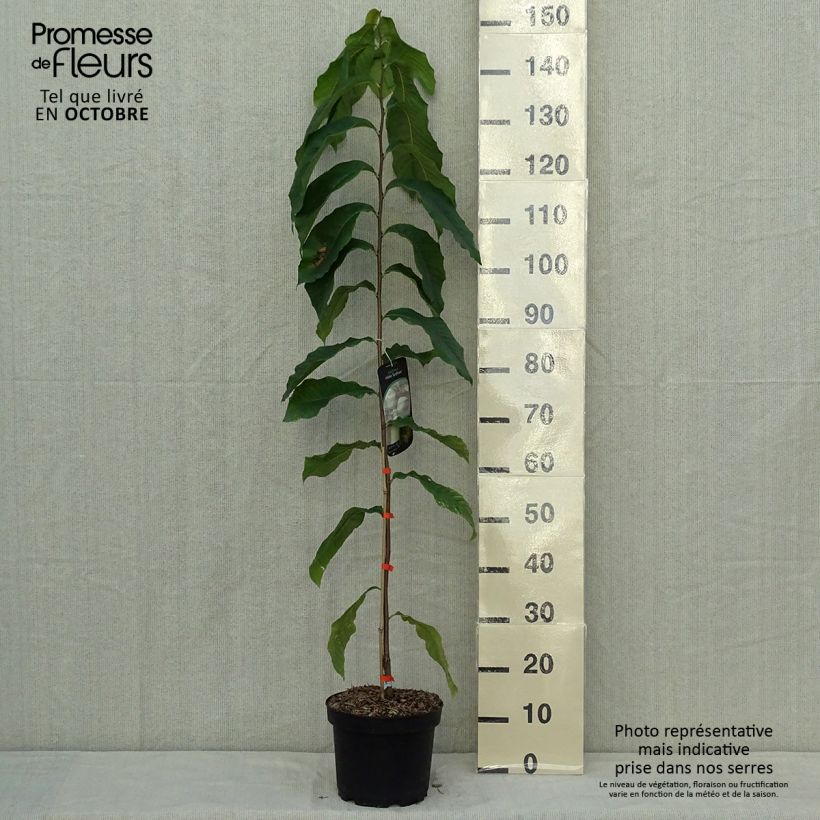 Asimina Sunflower - Pawpaw 4L/5L pot sample as delivered in autumn