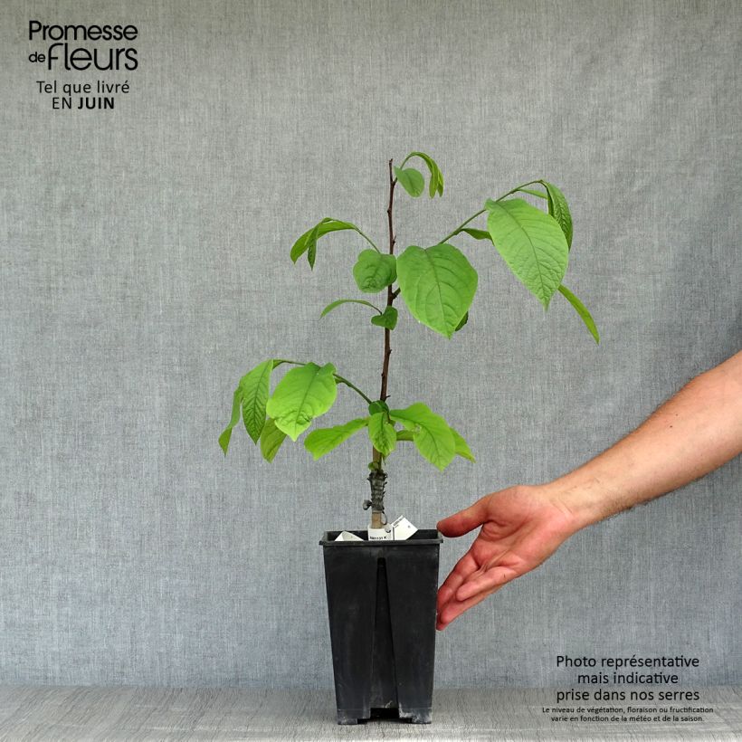 Asimina triloba Overleese - Pawpaw 3L/4L pot sample as delivered in summer