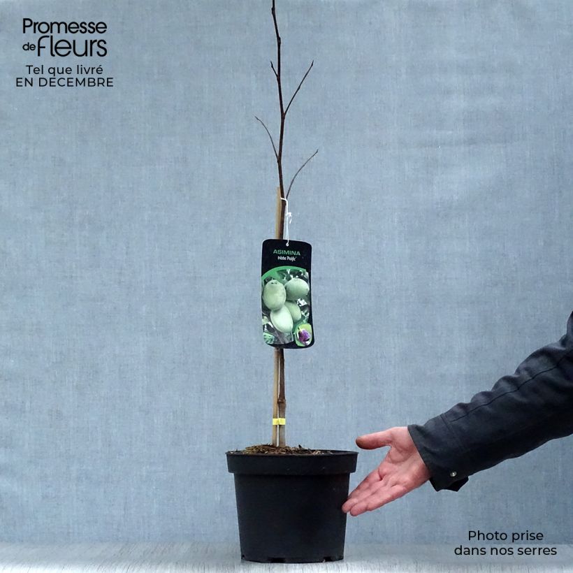 Asimina triloba Prolific - Paw Paw 4L/5L pot sample as delivered in winter