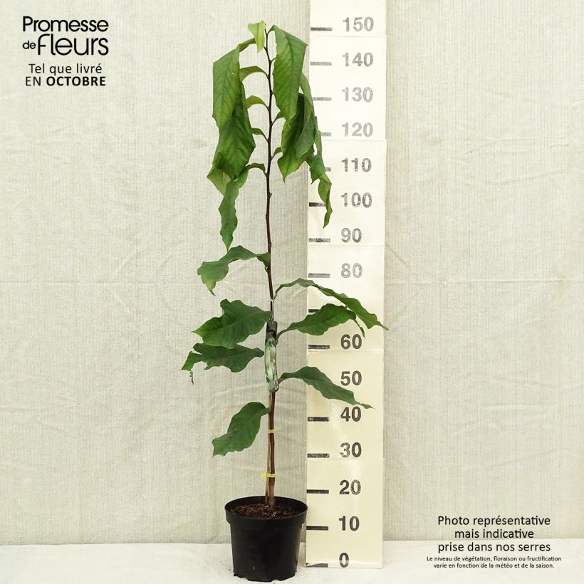 Asimina triloba Prolific - Paw Paw 4L/5L pot sample as delivered in autumn
